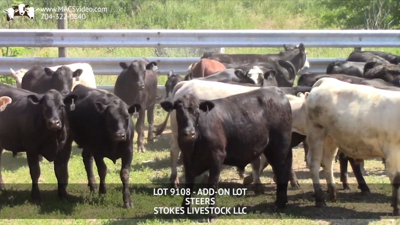 Lot 9108 Stokes Livestock on Vimeo
