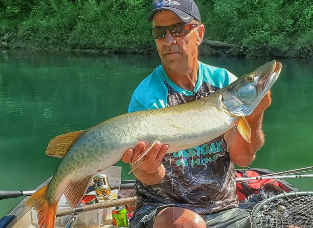Muskie - Collins River Post Spawn Fishing