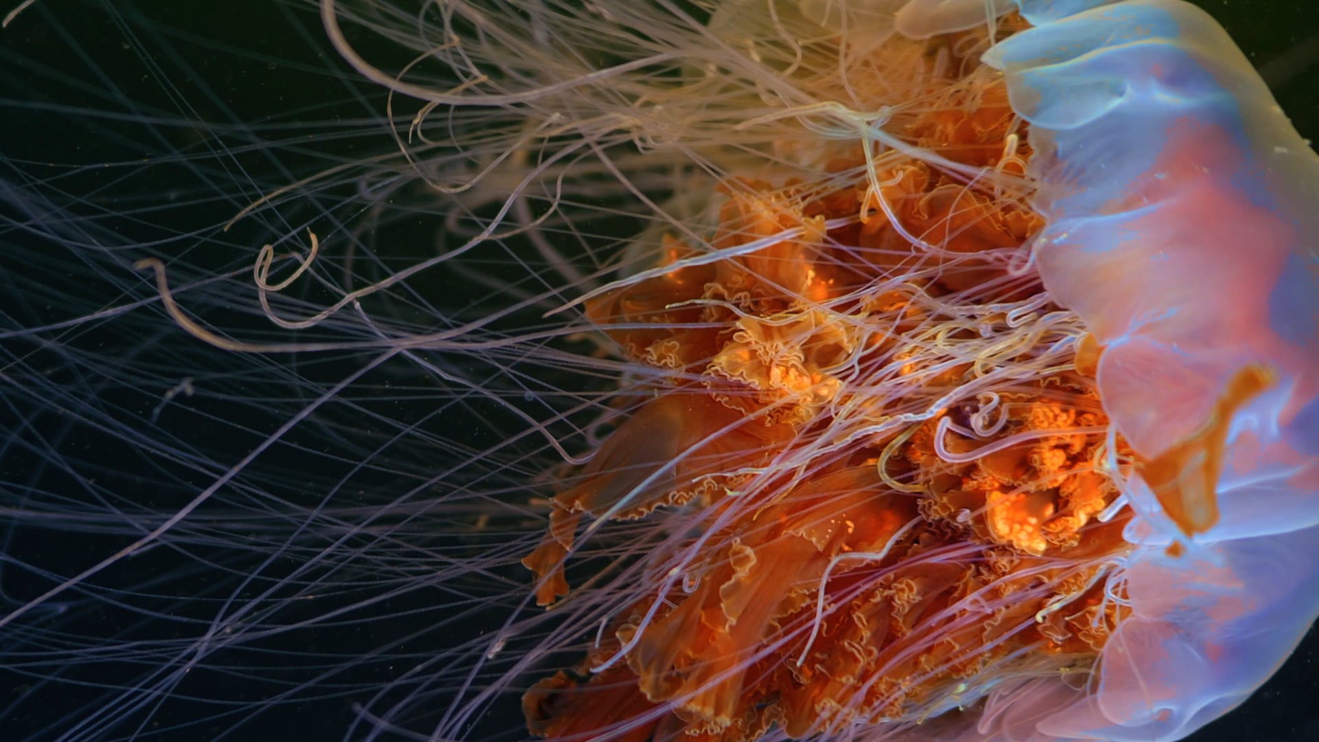 Dolby Visionary Series: See the Unseen with Alexander Semenov