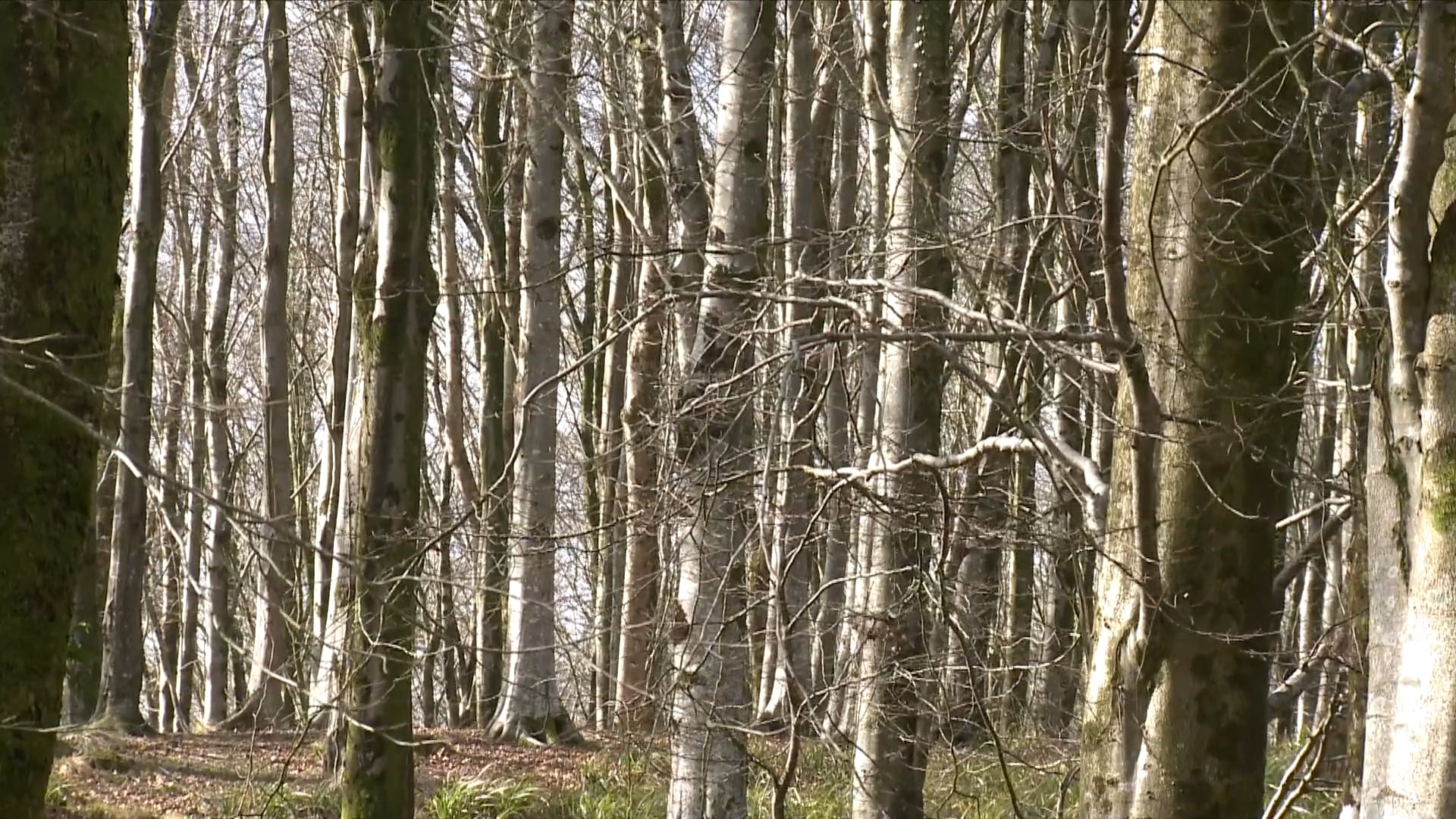 LIVING WITH TREES