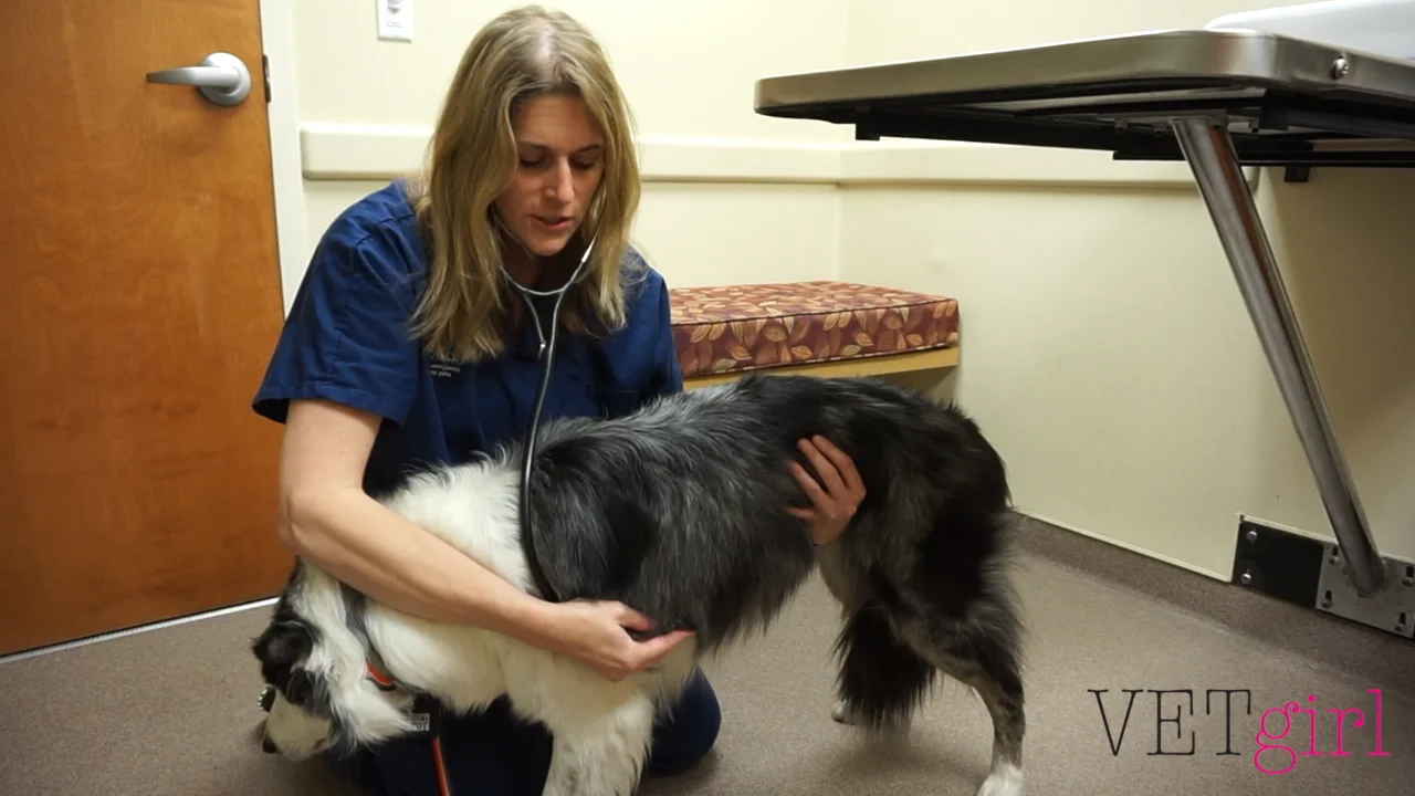 獣医学における身体検査の実施 | VETgirl 獣医継続教育ブログ