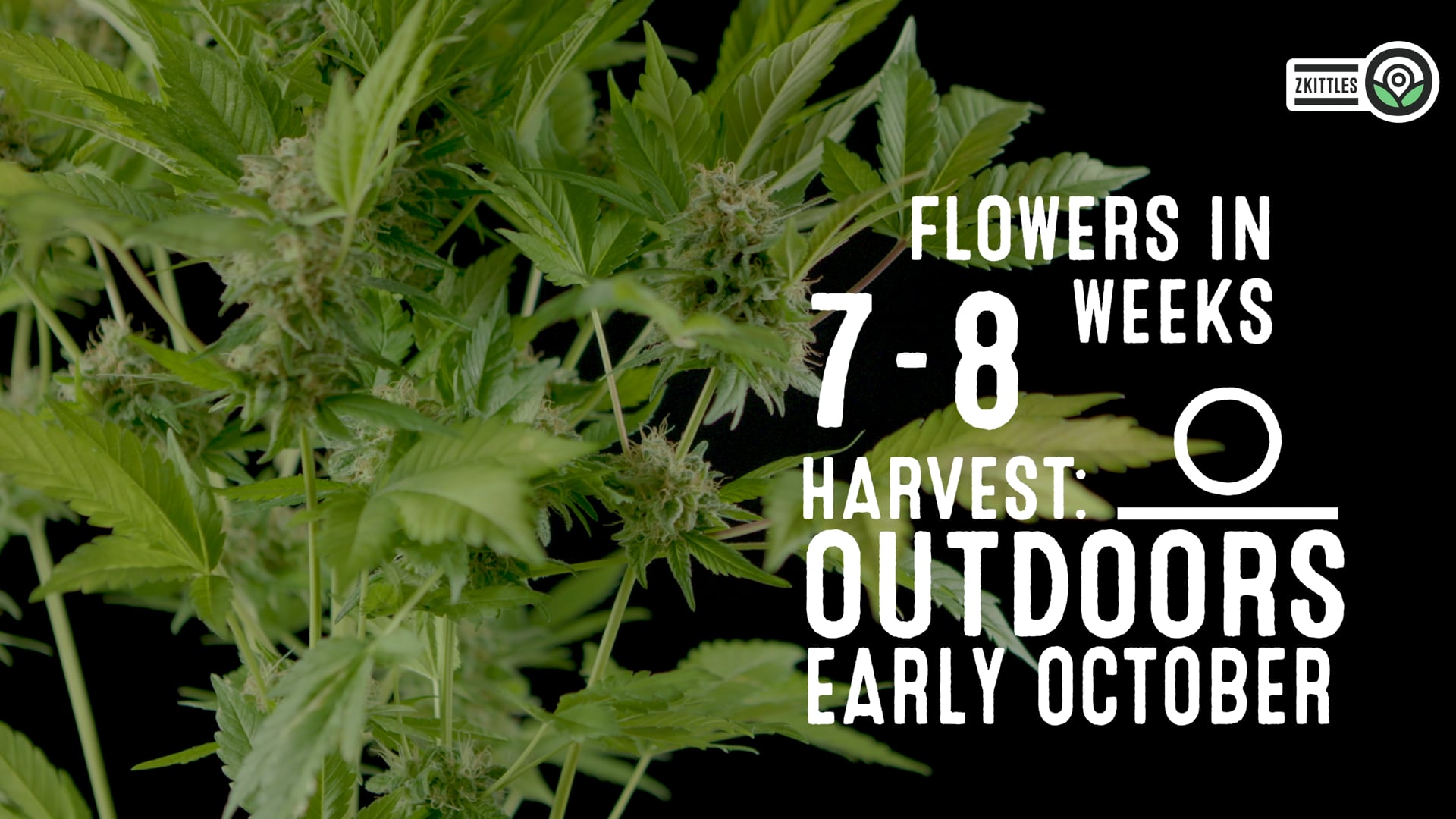 Zkittlez Feminized Cannabis Seeds 