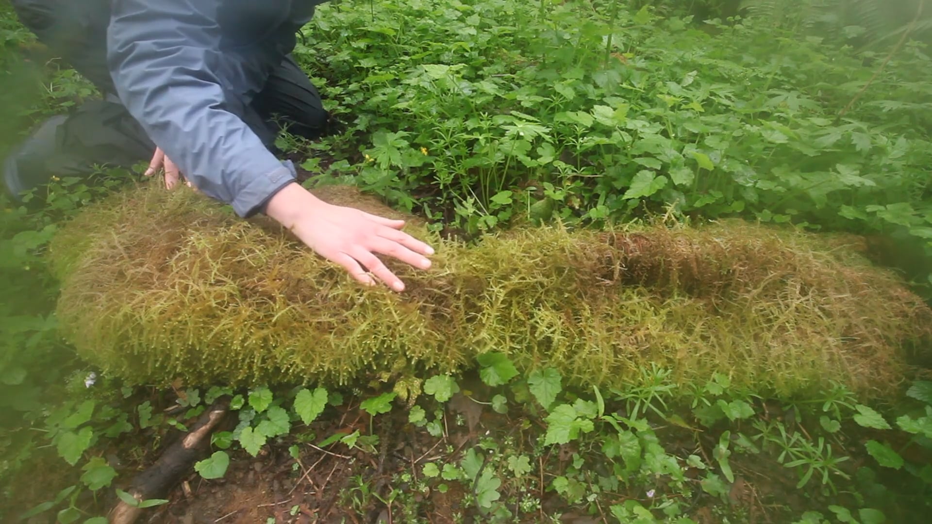 Tending To a Body of Lichen and Moss