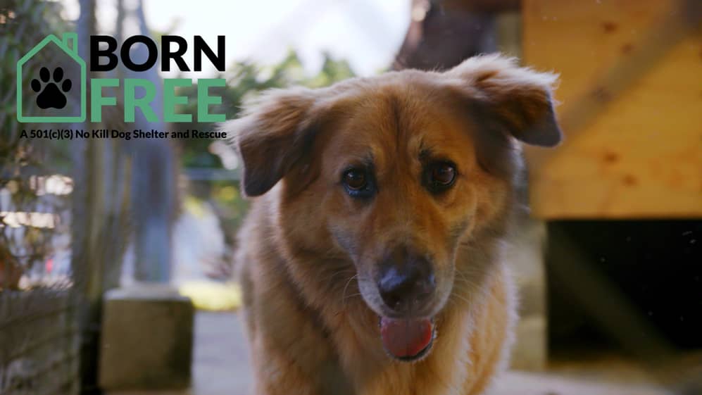 Welcome To Born Free Pet Shelter Inc Born Free Pet Shelter