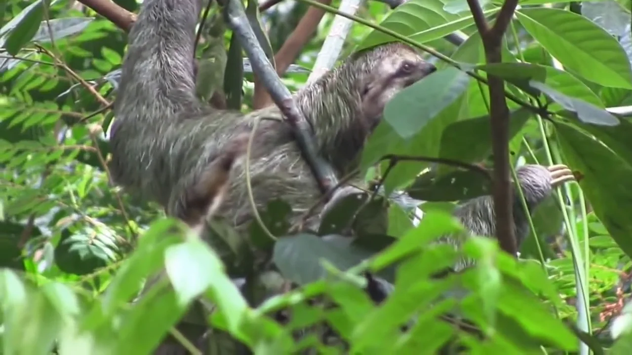 Jungle and Rainforest Sound Effects Tropical Forest Ambiences from