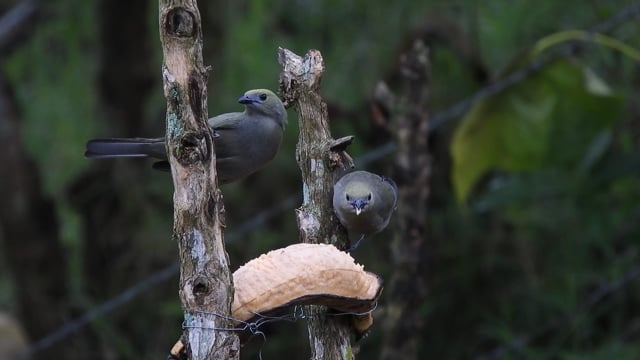 Очевидцы сняли на видео, как сотни птиц взлетают с одного дерева