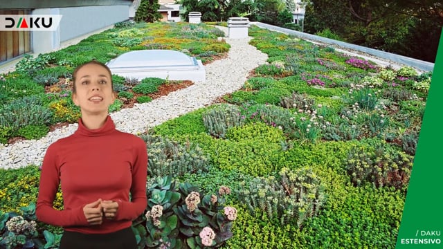 Daku estensivo