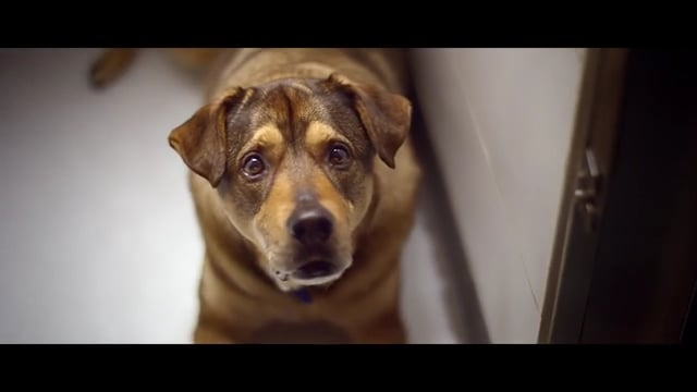 PDSA - Customer Success Story