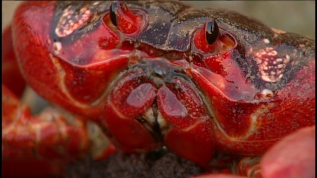 Red Crab, Crazy Ant (trailer)