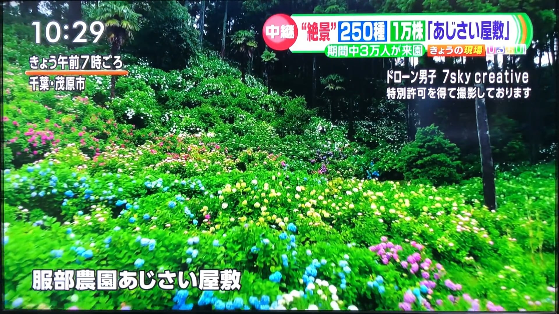 「空撮」服部農園あじさい屋敷 TBSひるおび!ドローン男子