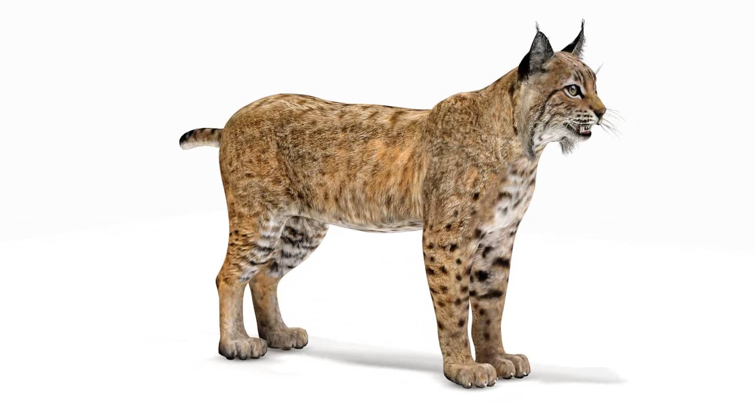 Bobcat 3D Model on Vimeo