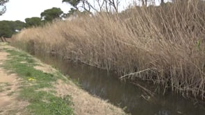 Qualitat de l'aigua de bany a la Platja del Rec de Molí