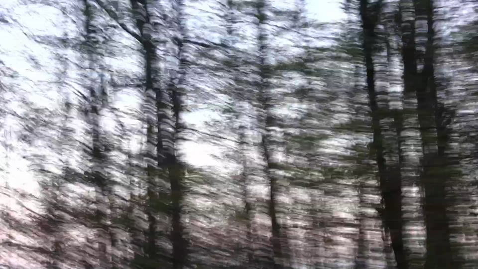 Dissolving Forest