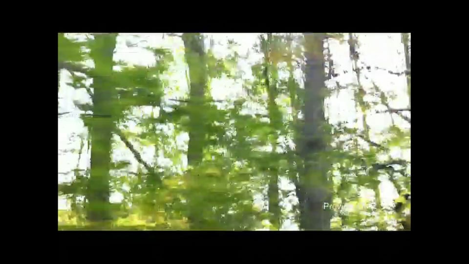 Dissolving Forest