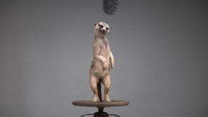 Hogle Zoo - Meerkat