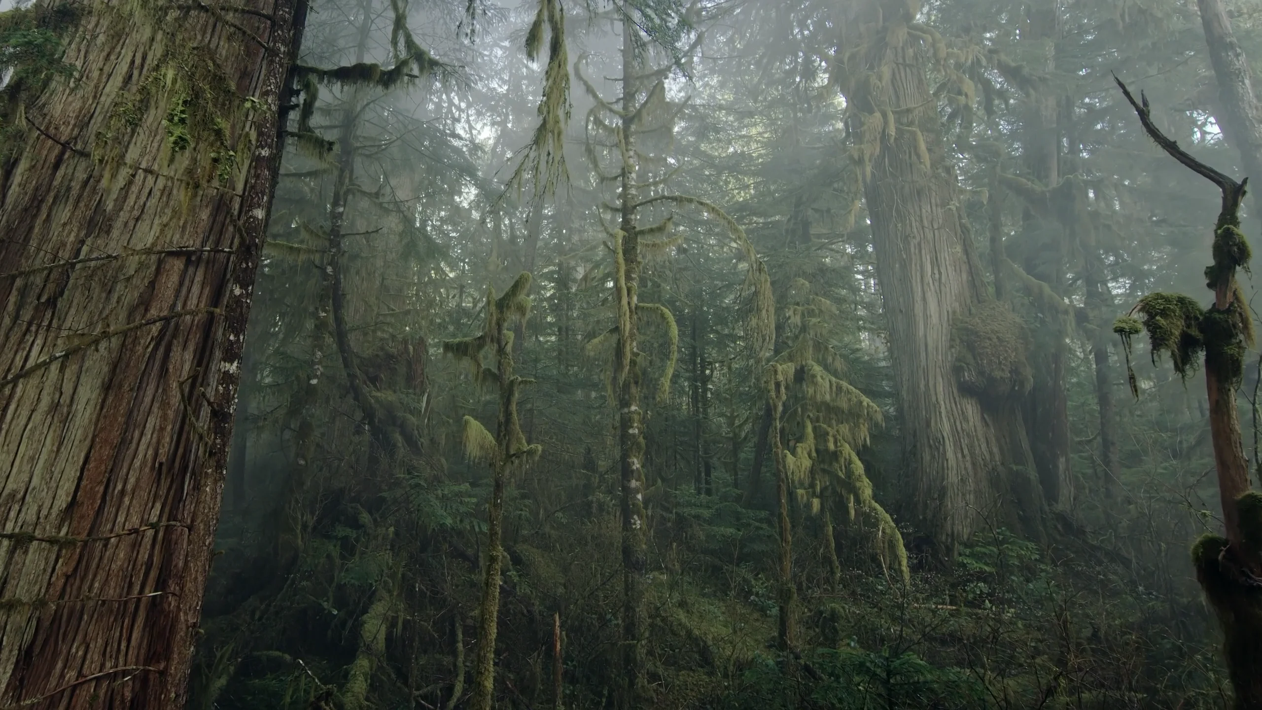 Fulldome Show Trailers Great Bear Rainforest Trailer on Vimeo