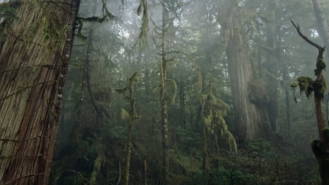Great Bear Rainforest Trailer
