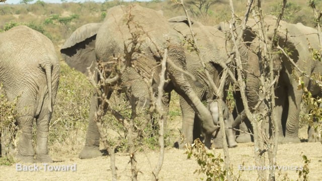 Back-Toward. Context: Calf Reassurance & Protection (1)