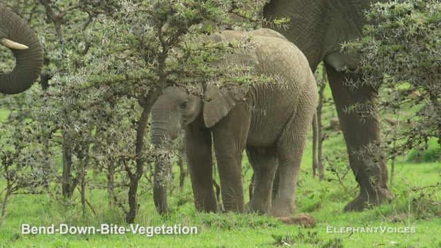 Bend-Down-Bite-Vegetation. Context: Foraging & Comfort Technique (4)
