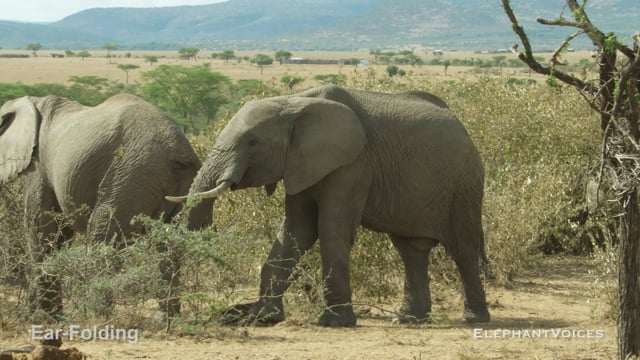 Ear-Folding. Context: Aggressive (2)