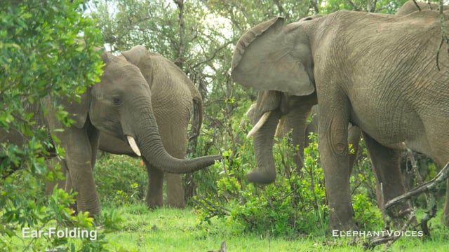 Ear-Folding. Context: Aggressive (4)