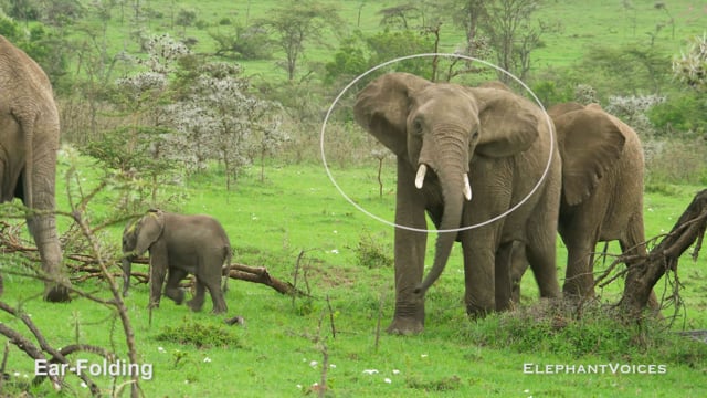 Ear-Folding. Context: Aggressive (5)