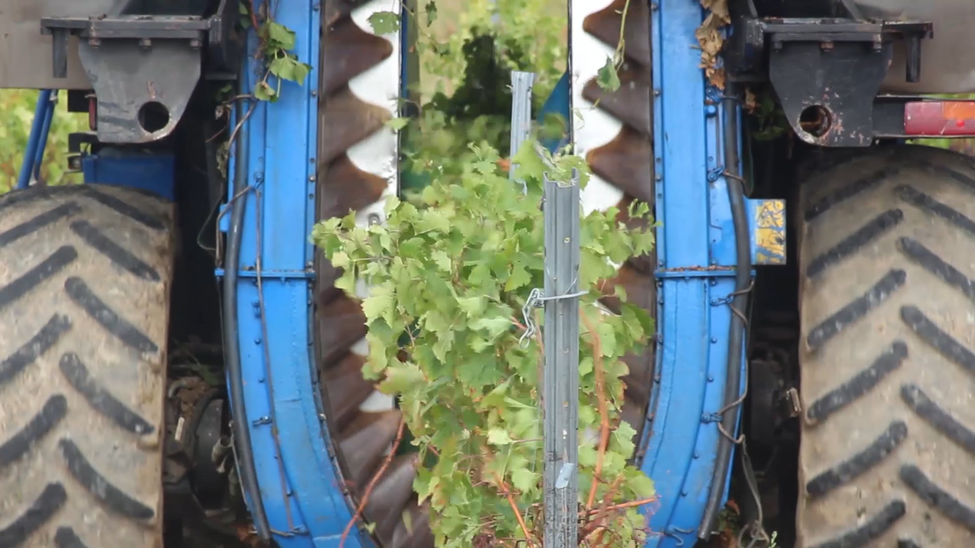 Mechanical harvesting