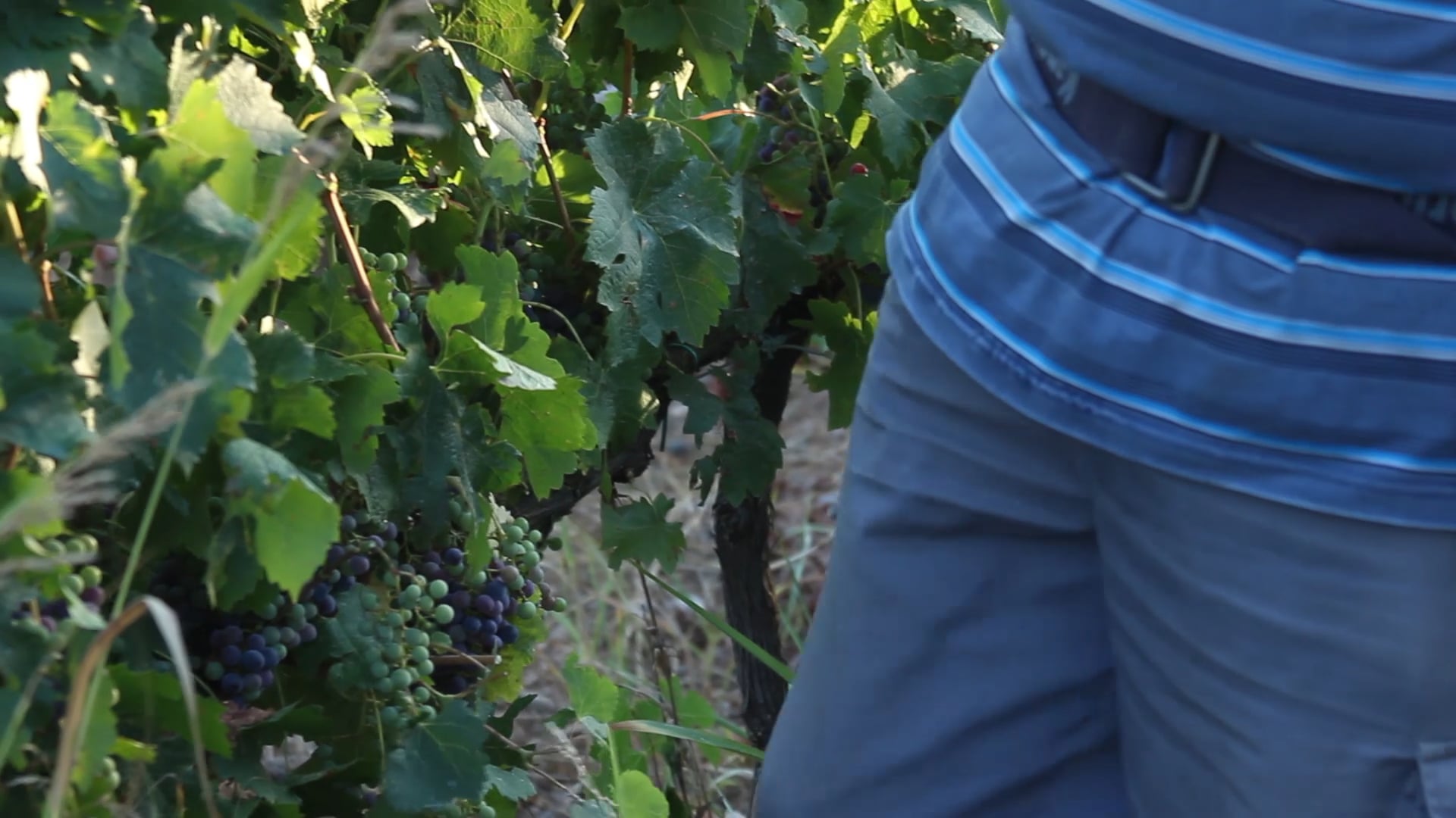 Veraison Joan