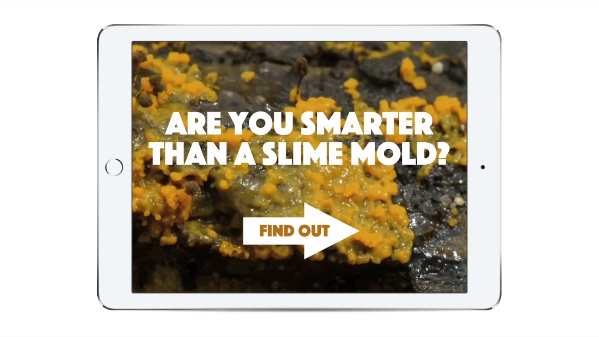 Slime Mold Digital Interactive Prototype