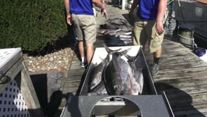 Moore Bills Tuna Round-Up — Ocean City, Maryland
