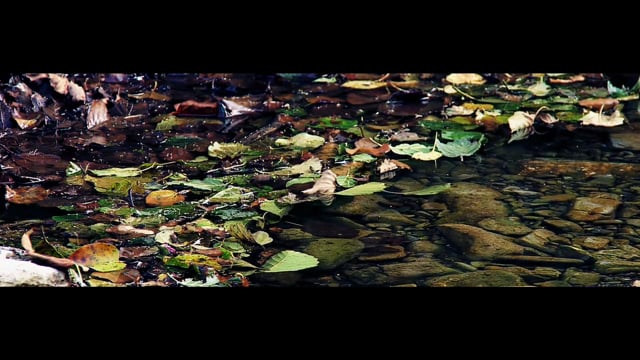 SUDDENLY LAST SUMMER