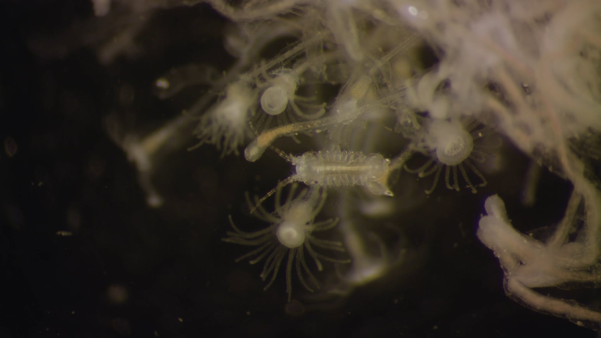 STRYTAN VENT FAUNA 4K