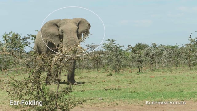Ear-Folding. Context: Advertisement & Attraction (2)