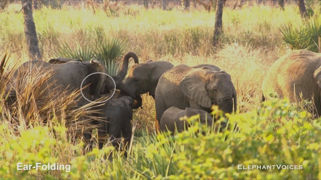 Ear-Folding. Context: Affiliative (2)
