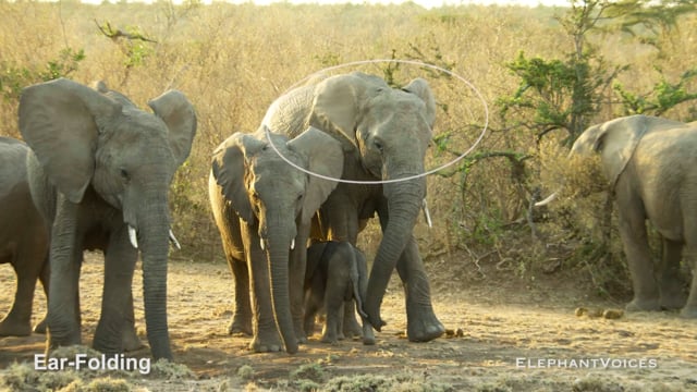 Ear-Folding. Context: Aggressive (6)