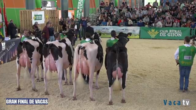 Final de vacas