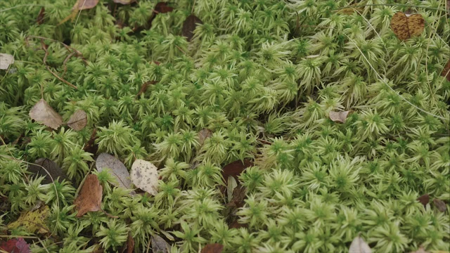 Sphagnum squarrosum (Spiky bog moss)