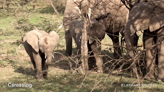 Caressing. Context: Calf Reassurance & Protection (2)