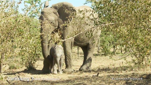 Caressing. Context: Calf Reassurance & Protection (7)