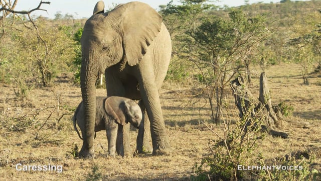 Caressing. Context: Calf Reassurance & Protection (6)