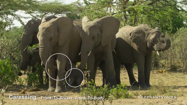 Caressing. Context: Calf Reassurance & Protection (3)