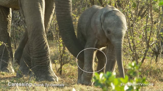 Caressing. Context: Calf Reassurance & Protection (4)