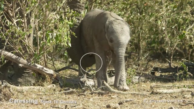 Caressing. Context: Calf Reassurance & Protection (5)