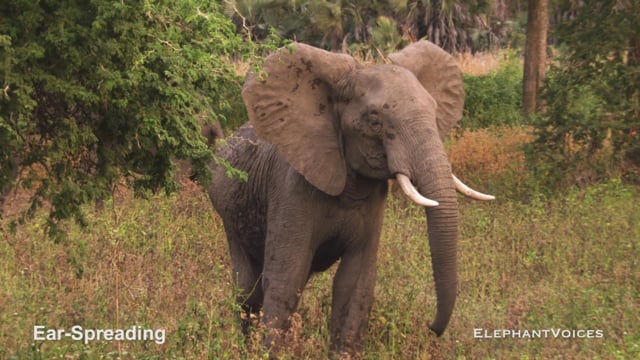 Ear-Spreading. Context: Conflict & Confrontation (3)