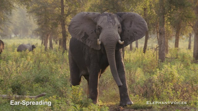 Ear-Spreading. Context: Conflict & Confrontation (4)
