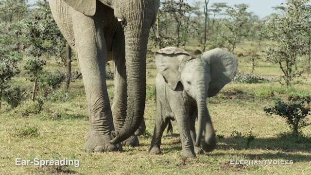 Ear-Spreading. Context: Conflict & Confrontation (7)