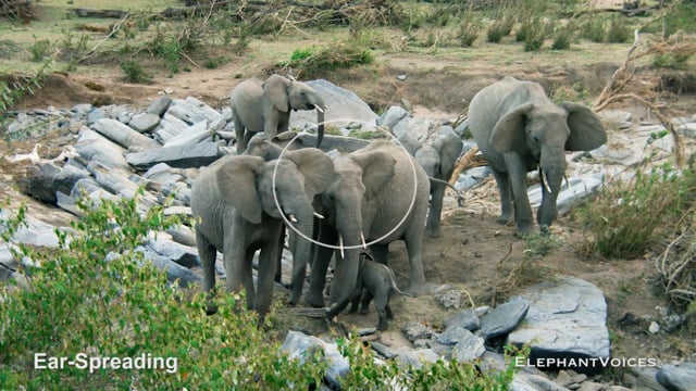 Ear-Spreading. Context: Calf Reassurance & Protection (3)
