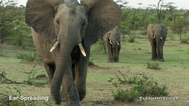Ear-Spreading. Context: Social Play (1)
