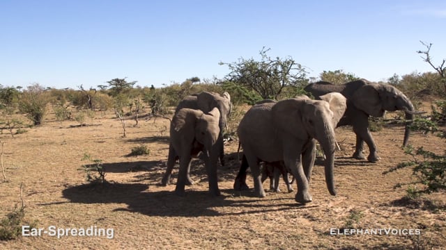 Ear-Spreading. Context: Calf Reassurance & Protection (1)