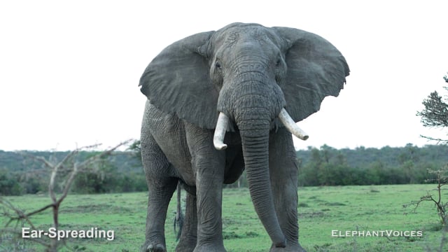 Ear-Spreading. Context: Conflict & Confrontation (8)